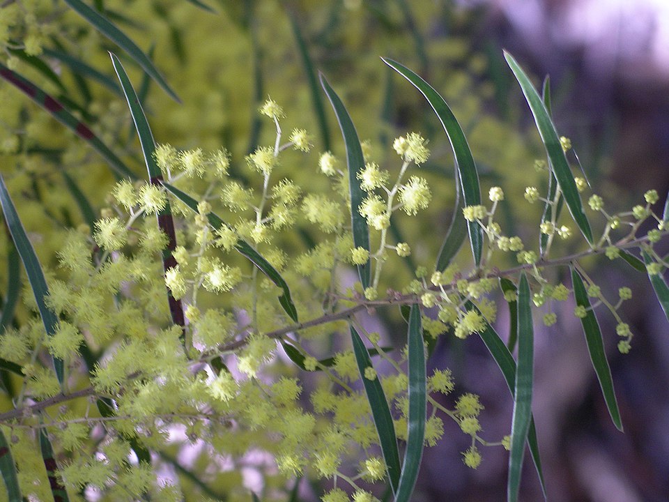 Acacia fimbriata (Brisbane wattle) (alternate view 3)