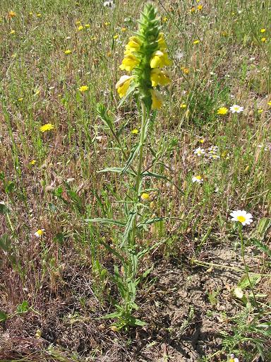 Bellardia trixago (Mediterranean lineseed) (alternate view 4)