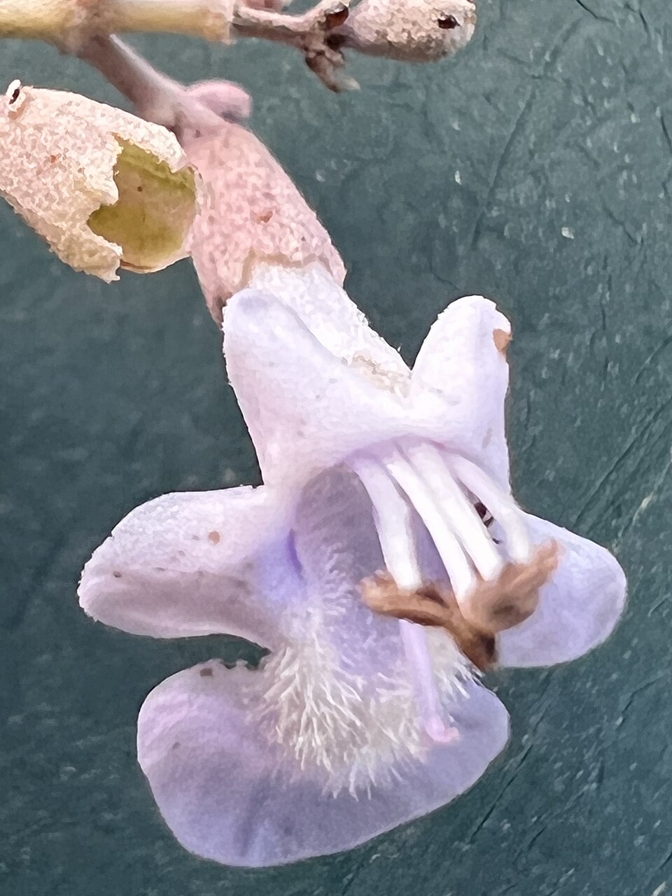 Vitex (Chastetrees) (alternate view 3)