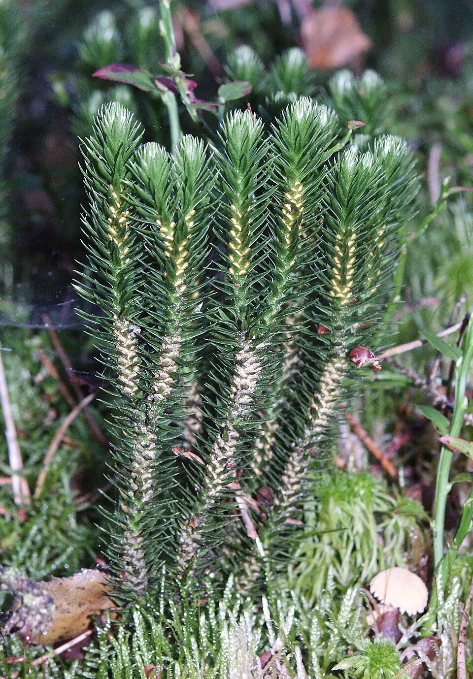 Huperzia selago (northern firmoss)