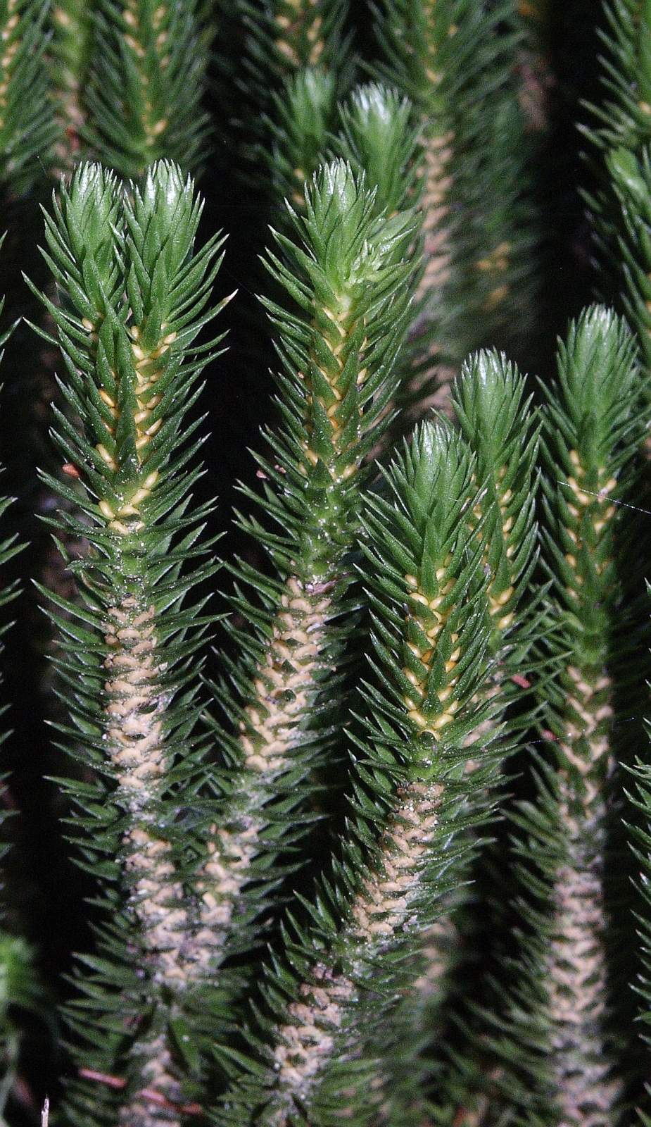 Huperzia selago (northern firmoss)