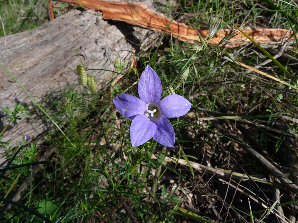 Wahlenbergia stricta (Australian bluebell) (alternate view 6)