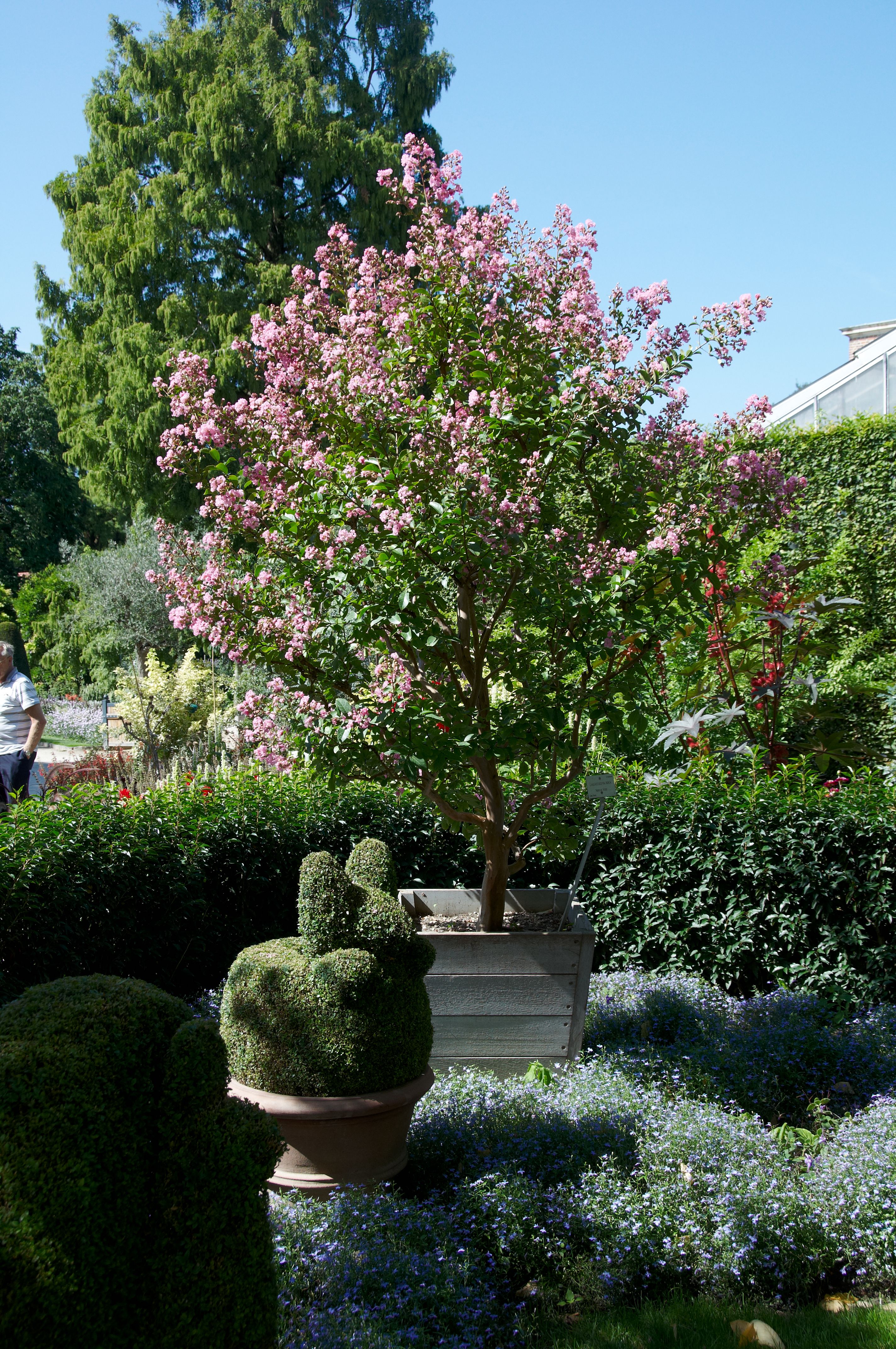Lagerstroemia indica, Crape myrtle — upright deciduous (Lythraceae) (image 1 of 6)