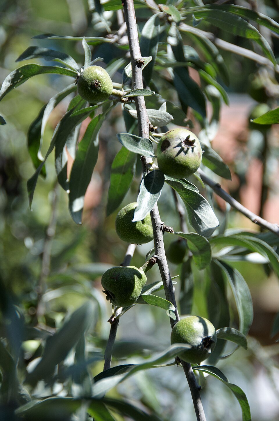 Pyrus salicifolia 'Pendula' (Weeping Silver Pear) (alternate view 3)