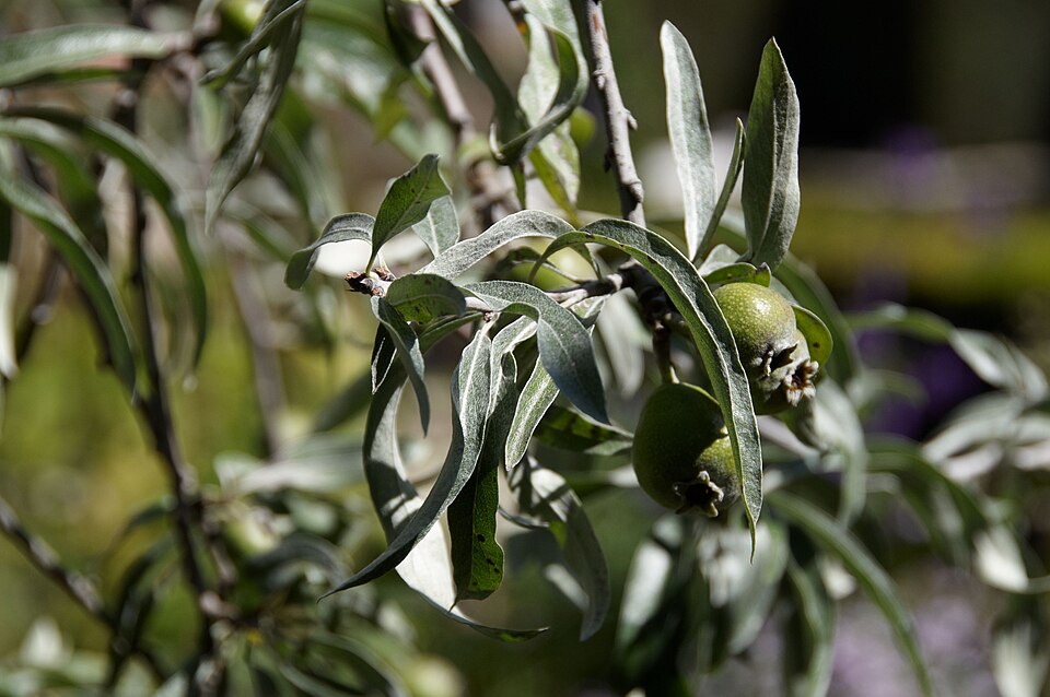 Pyrus salicifolia 'Pendula' (Weeping Silver Pear) (alternate view 4)