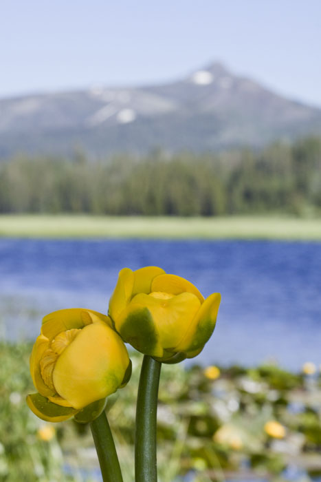 Nuphar polysepala (western yellow pond-lily) (alternate view 8)