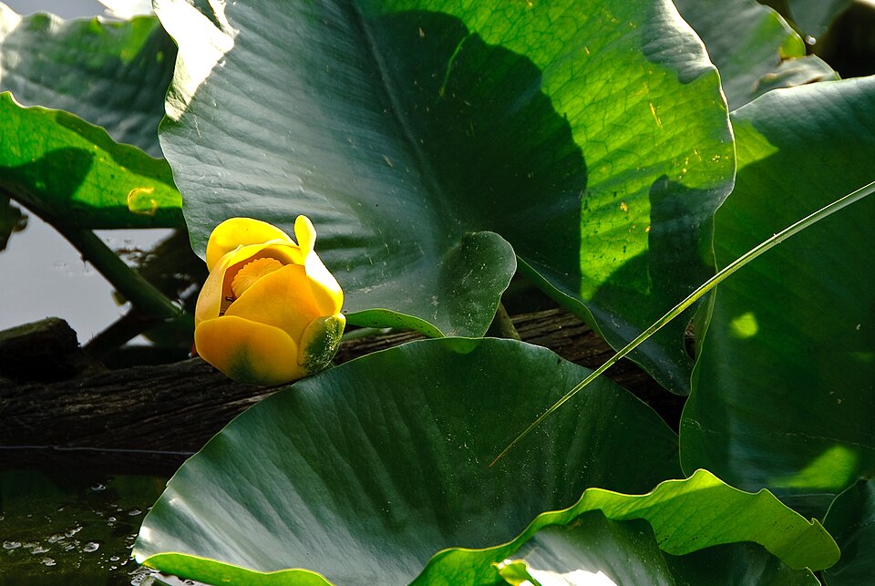 Nuphar polysepala (western yellow pond-lily) (alternate view 9)