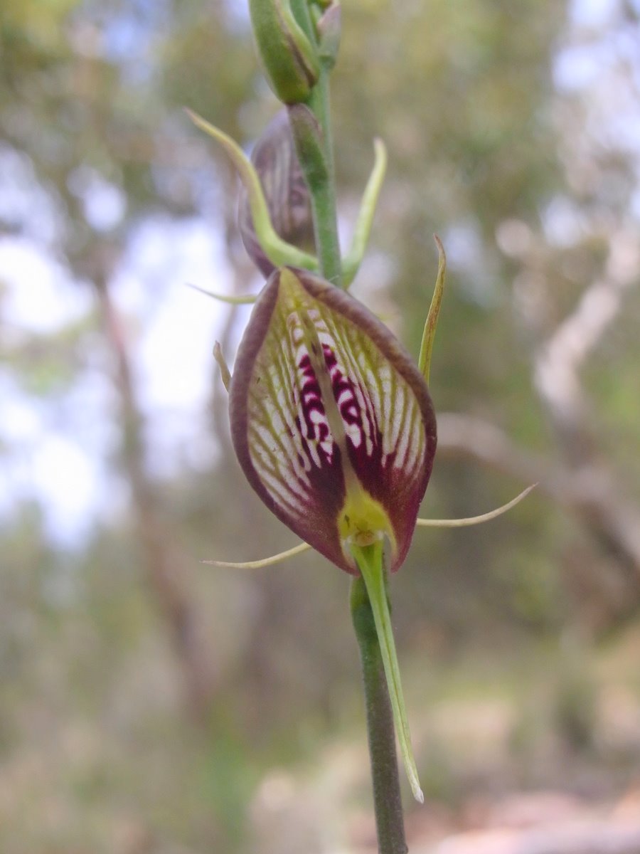 Cryptostylis erecta (bonnet orchid) (alternate view 6)