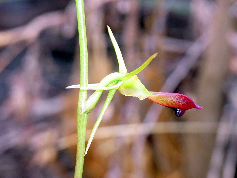 Cryptostylis subulata (Large Tongue Orchid)