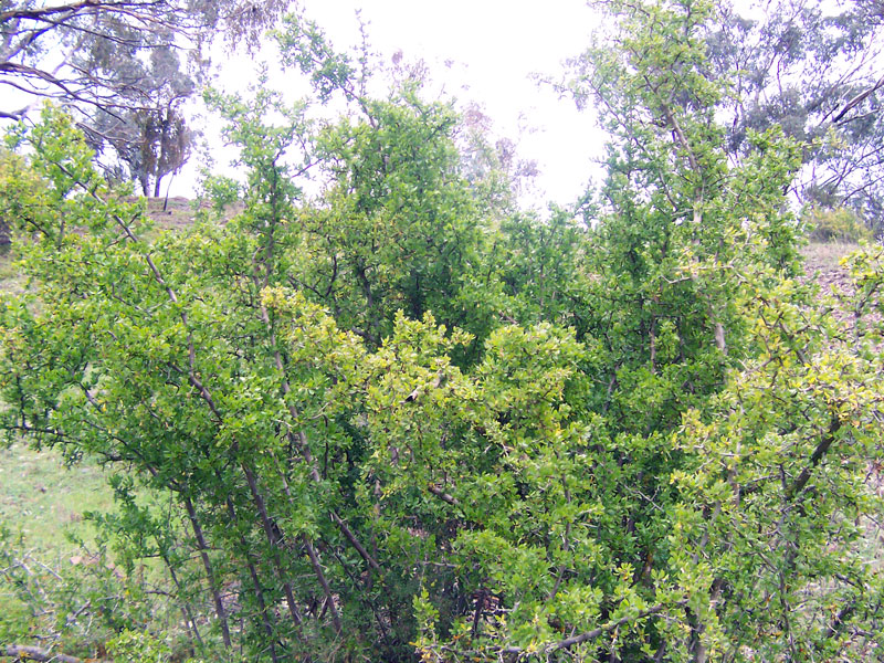 Lycium ferocissimum (African boxthorn)