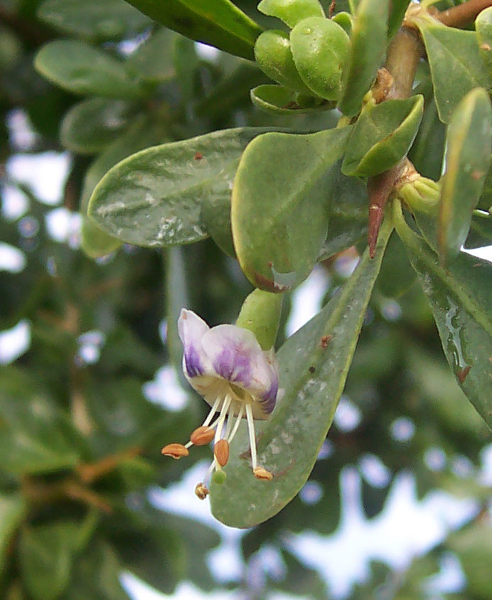 Lycium ferocissimum (African boxthorn) (alternate view 2)