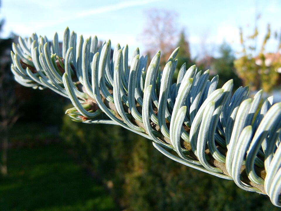 Abies procera 'Glauca' (Blue Noble Fir) (alternate view 2)