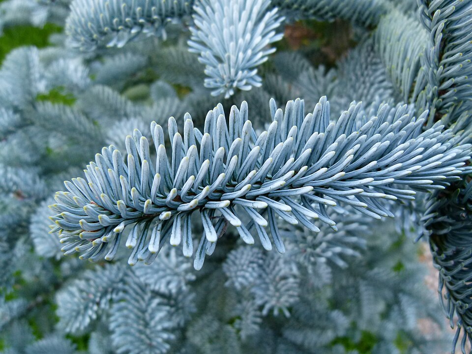 Abies procera 'Glauca' (Blue Noble Fir) (alternate view 3)