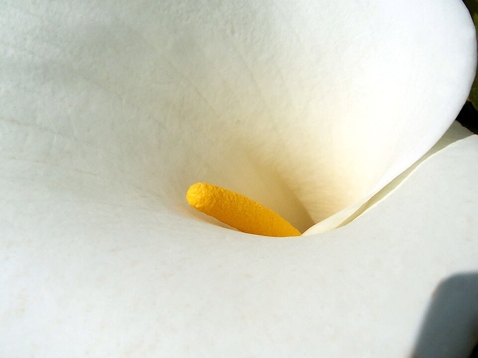 Zantedeschia aethiopica (White Calla Lily) (alternate view 6)