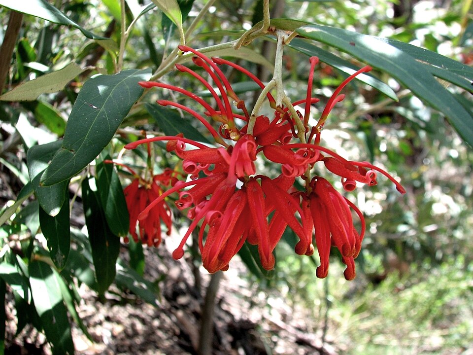Grevillea victoriae (Royal Grevillea) (alternate view 8)