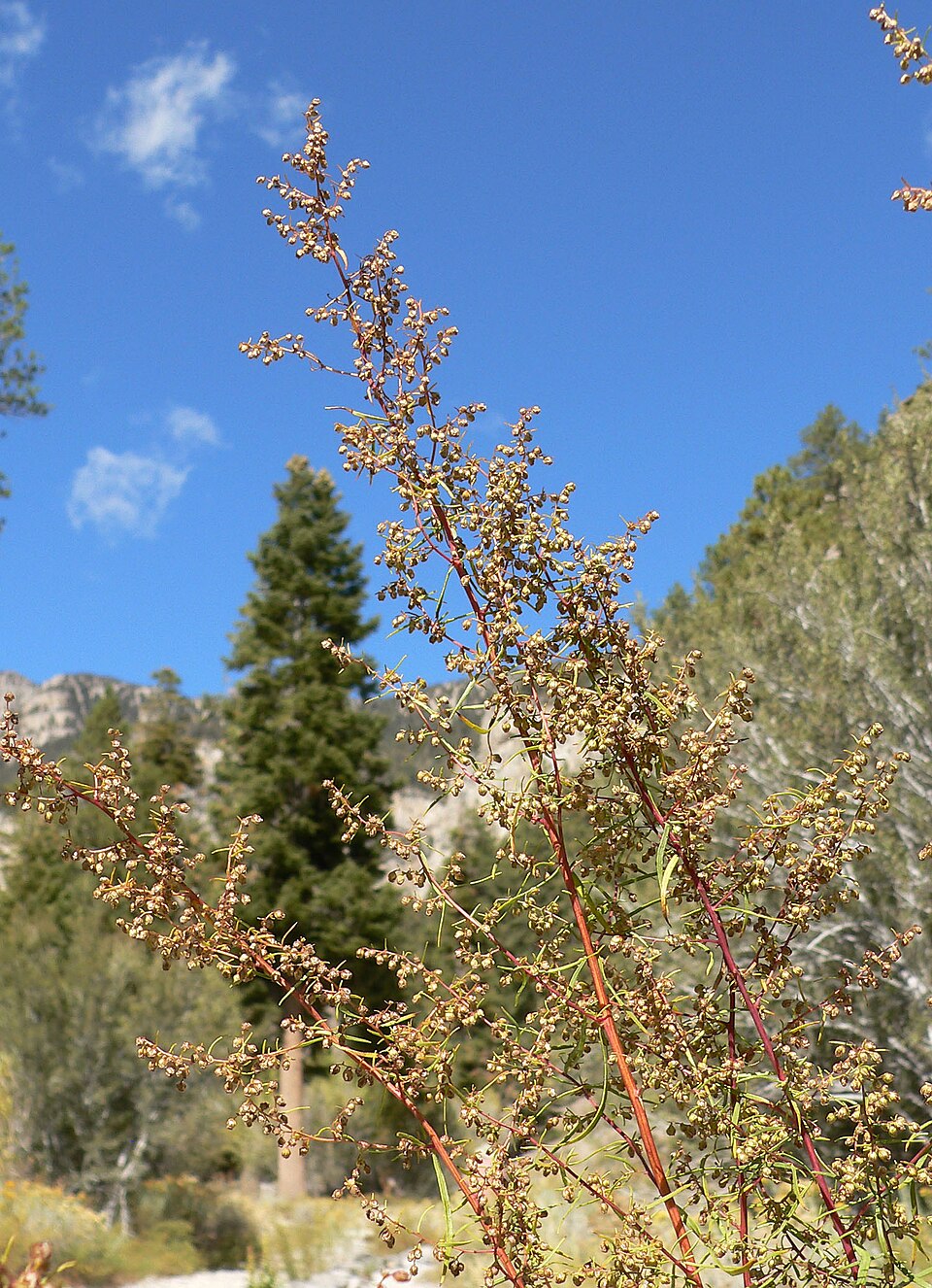 Artemisia dracunculus (French Tarragon) (alternate view 6)