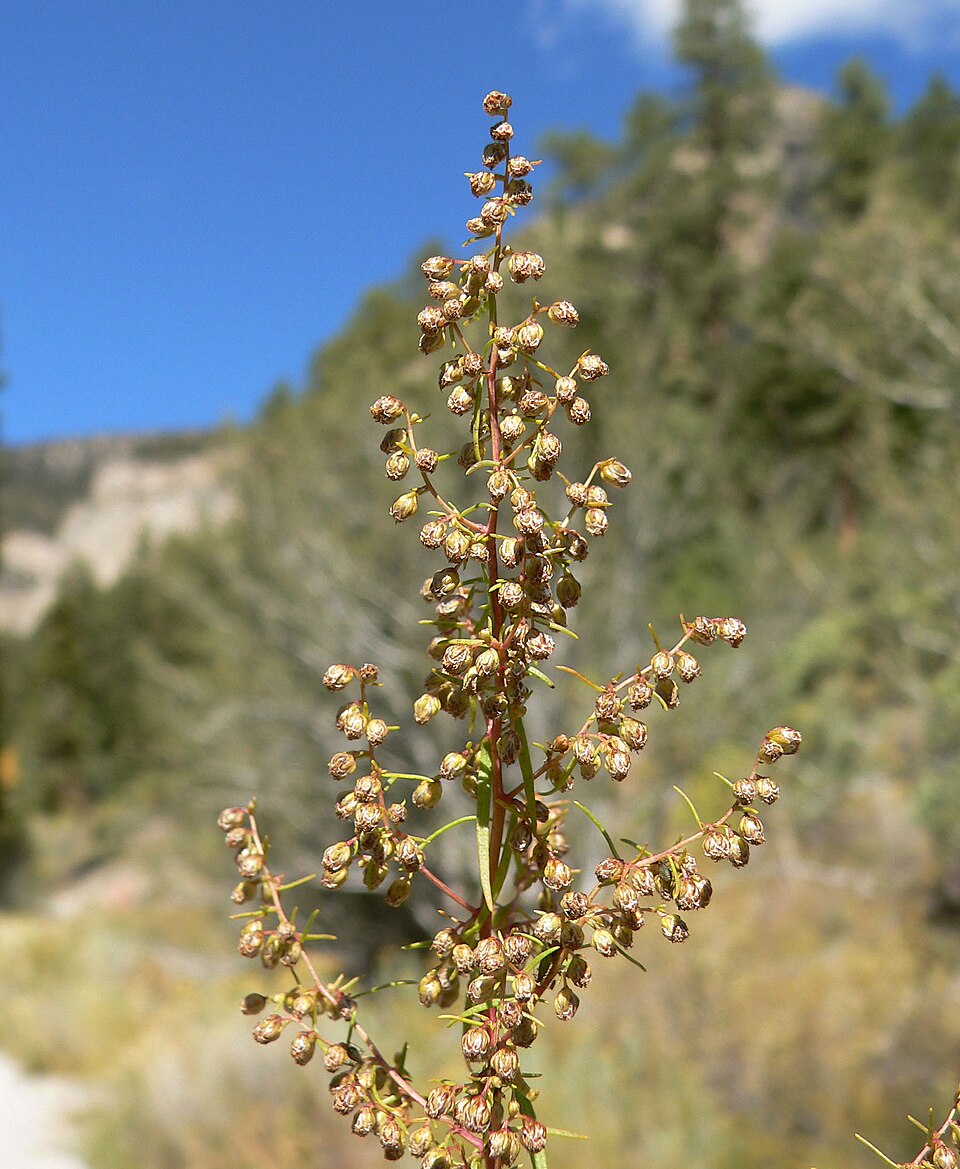 Artemisia dracunculus (French Tarragon) (alternate view 7)