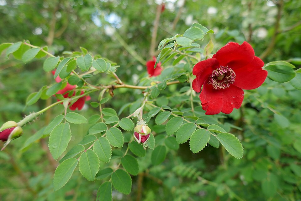 Rosa 'Geranium' (alternate view 4)