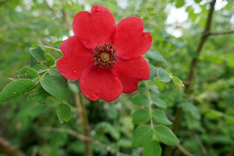 Rosa 'Geranium' (alternate view 5)