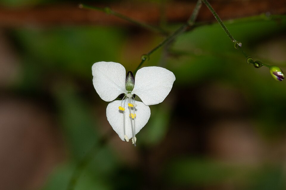 Aneilema acuminatum (Pointed Aneilema) (alternate view 8)
