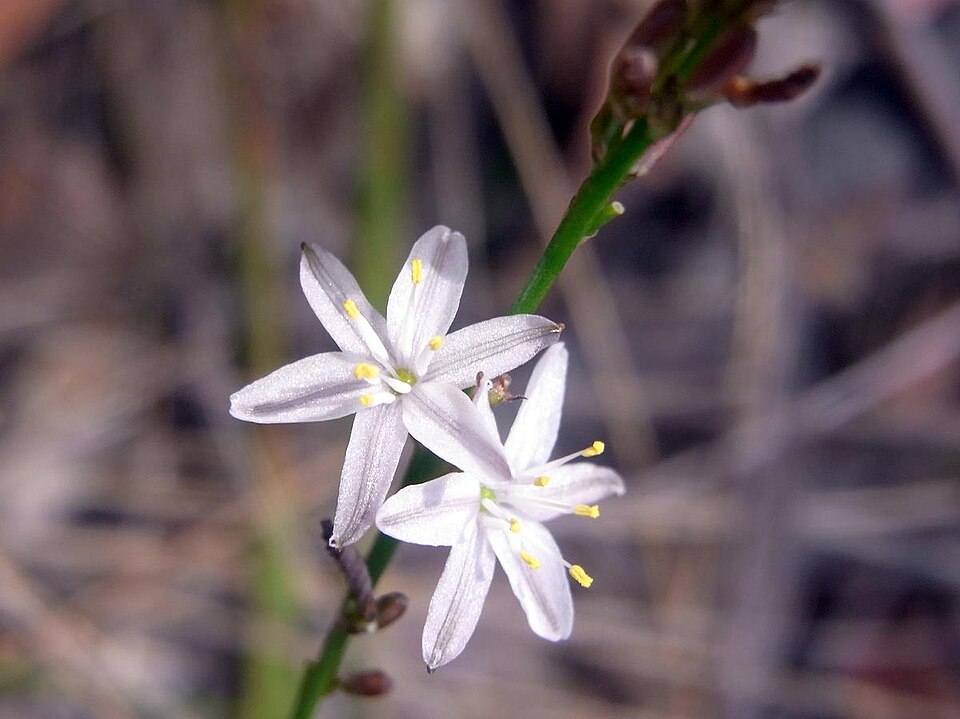 Caesia parviflora (Pale Grass Lily) (alternate view 6)