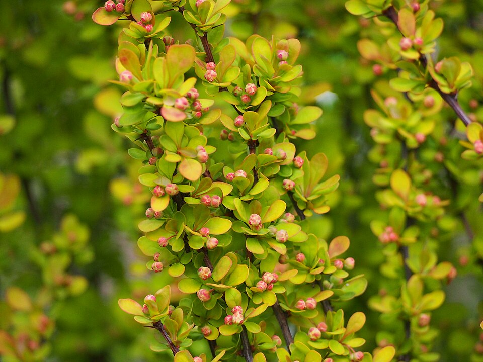 Berberis thunbergii 'Maria' (Sunjoy Golden Pillar Barberry)