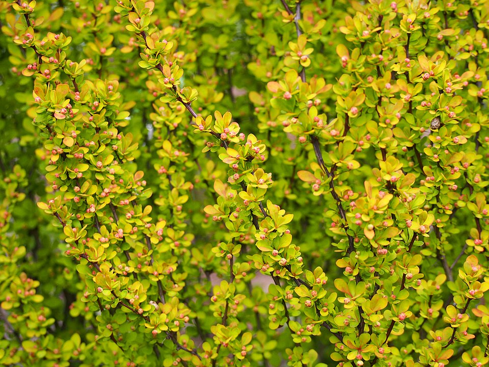 Berberis thunbergii 'Maria' (Sunjoy Golden Pillar Barberry) (alternate view 2)