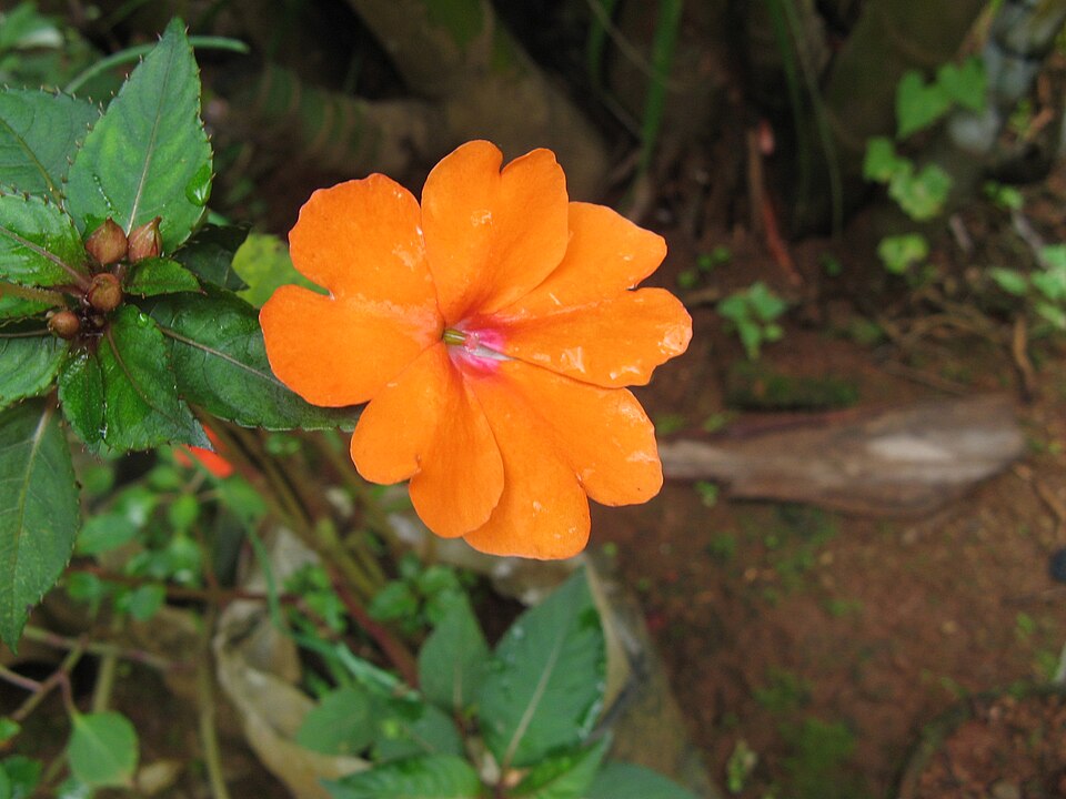 Impatiens walleriana (bedding impatiens) (alternate view 6)