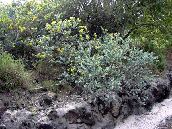 Acacia podalyriifolia (Queensland silver wattle) (alternate view 6)