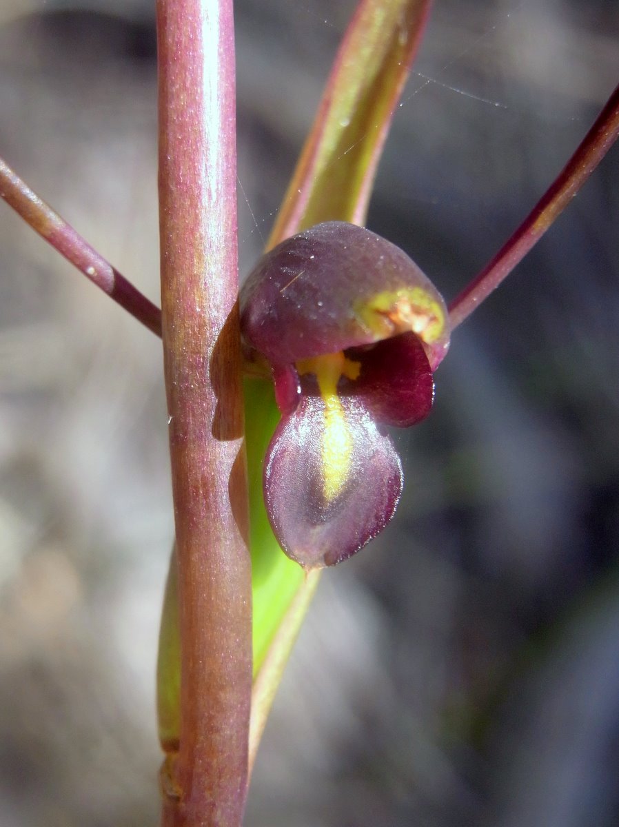 Orthoceras strictum (Birds mouth orchid) (alternate view 6)