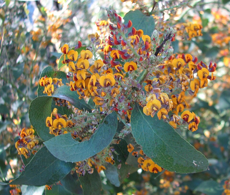 Daviesia latifolia (hop bitter-pea) (alternate view 6)