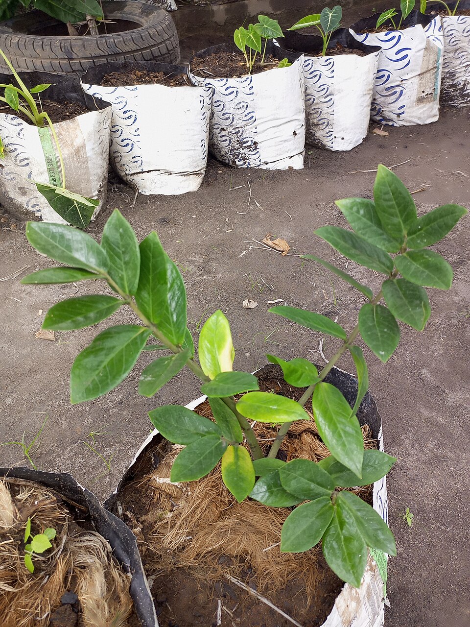 Zamioculcas (alternate view 3)