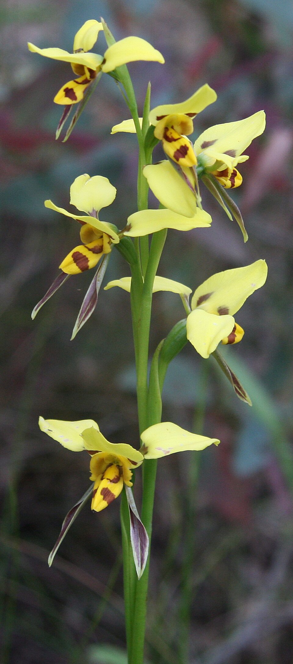 Diuris sulphurea (Tiger Orchid) (alternate view 2)