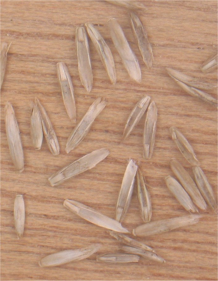 Lolium perenne (Perennial Ryegrass) (alternate view 7)