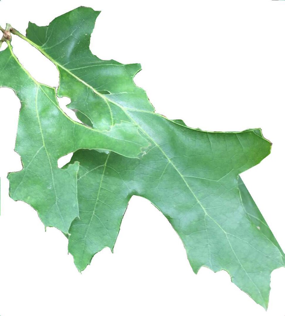 Quercus buckleyi (Buckley's oak) (alternate view 7)