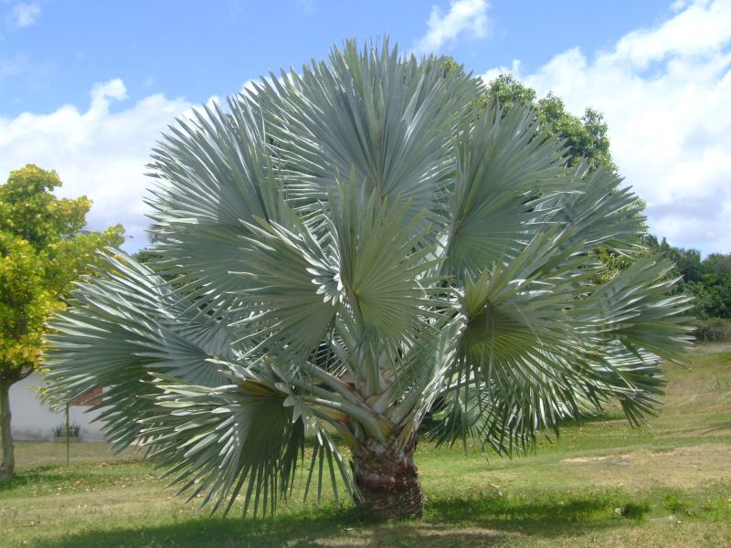 Bismarckia nobilis (Bismarck Palm) (alternate view 4)