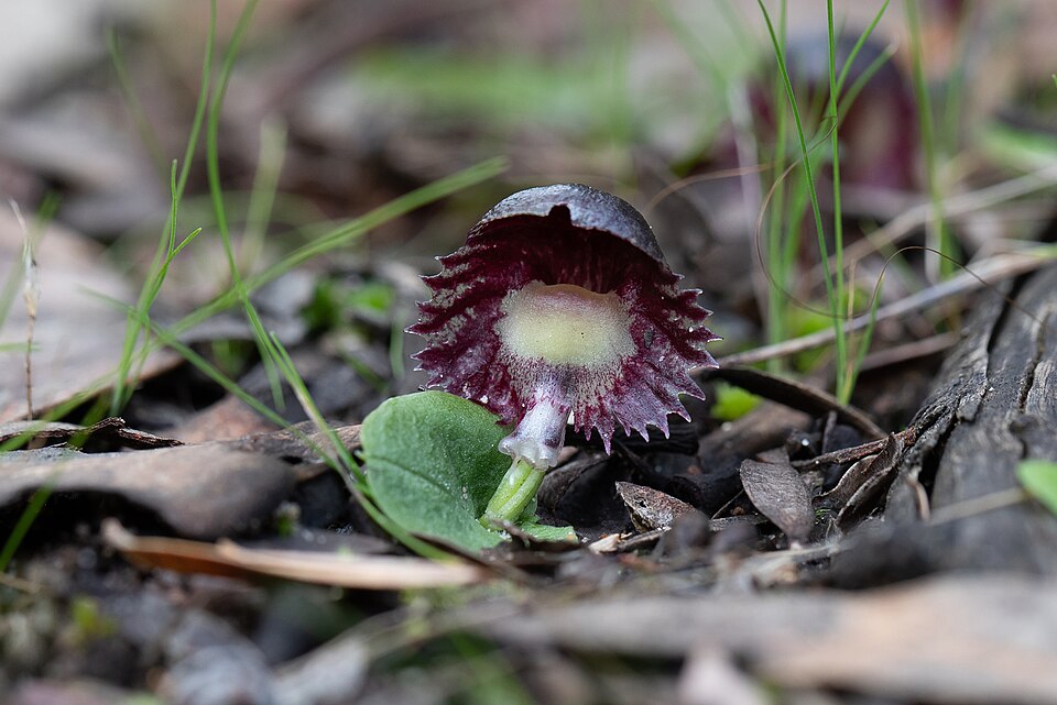 Corybas diemenicus (veined helmet-orchid) (alternate view 3)