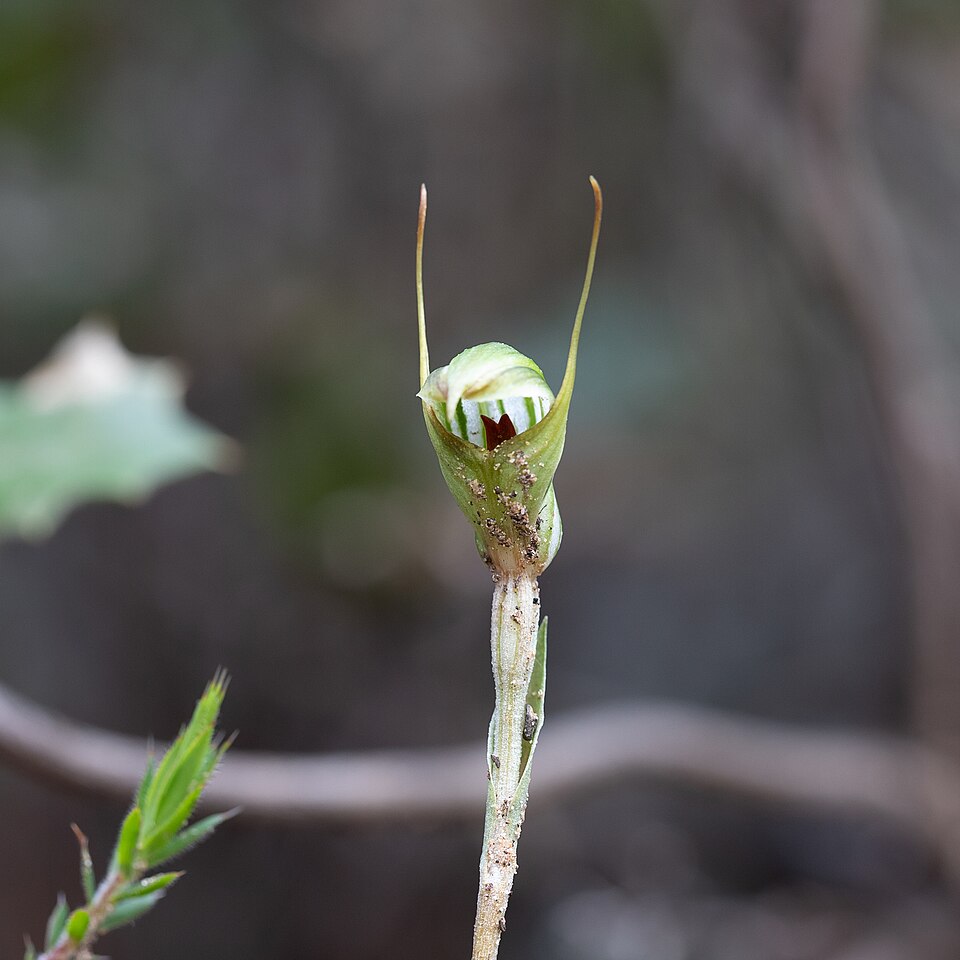 Pterostylis concinna (Trim Greenhood) (alternate view 9)