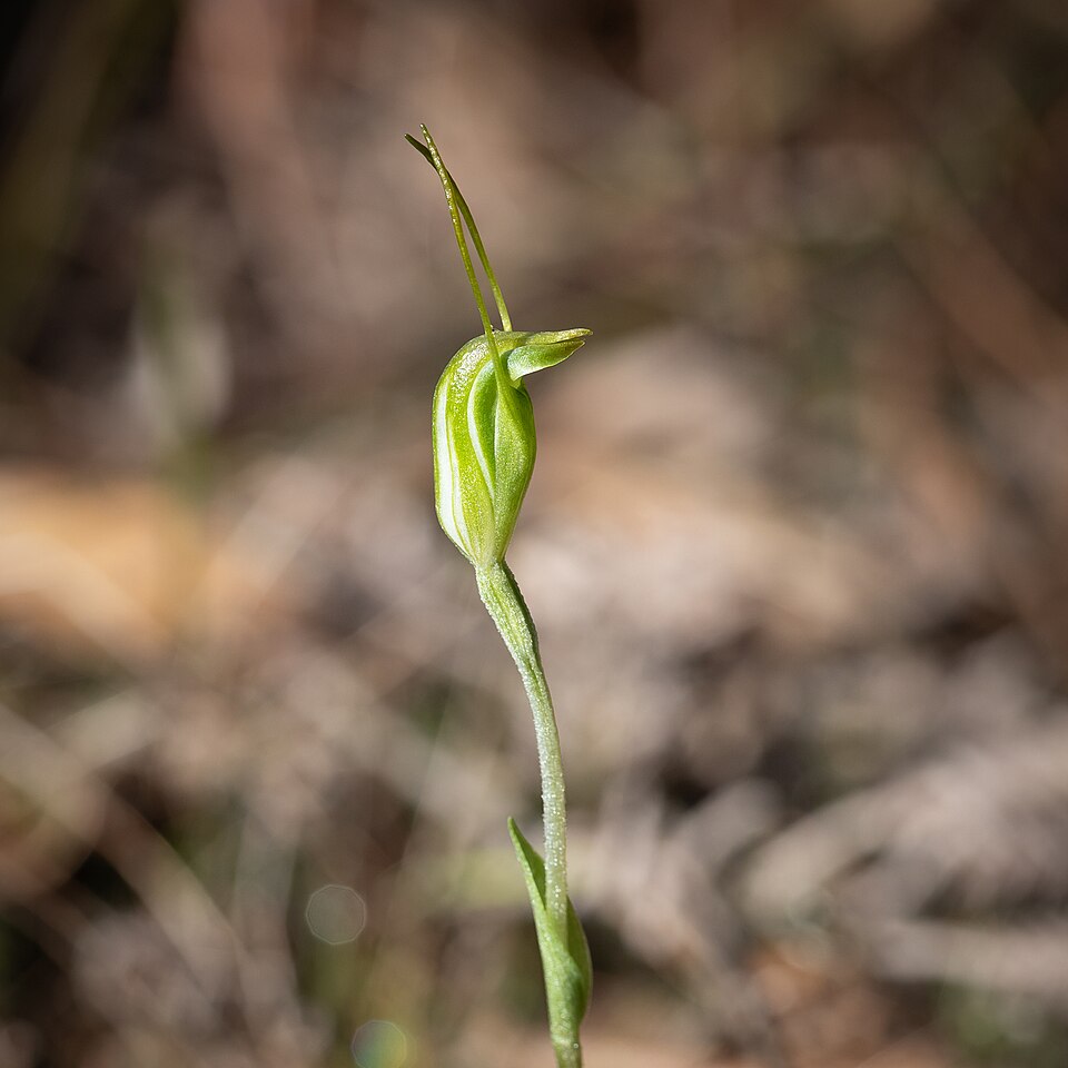 Pterostylis nana (dwarf greenhood) (alternate view 3)