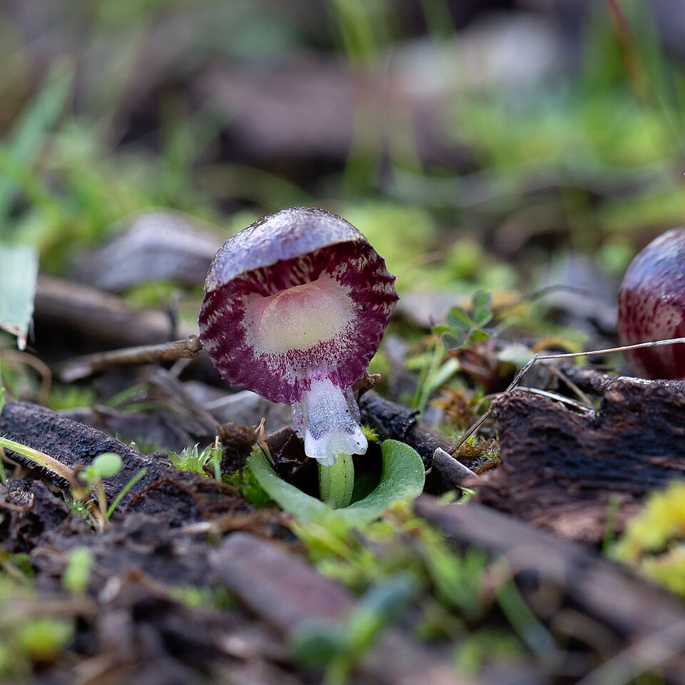 Corybas diemenicus (veined helmet-orchid) (alternate view 4)