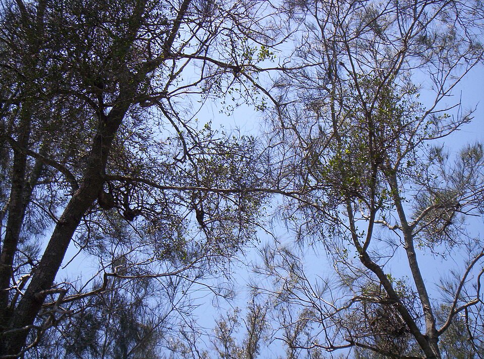 Amyema congener (variable mistletoe) (alternate view 8)