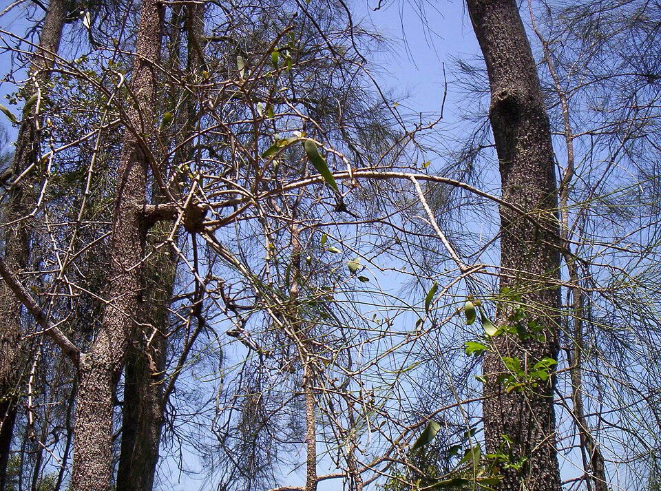 Amyema congener (variable mistletoe) (alternate view 9)
