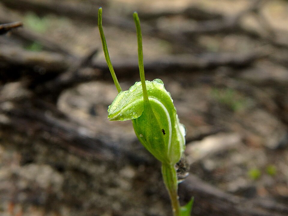Pterostylis nana (dwarf greenhood) (alternate view 4)