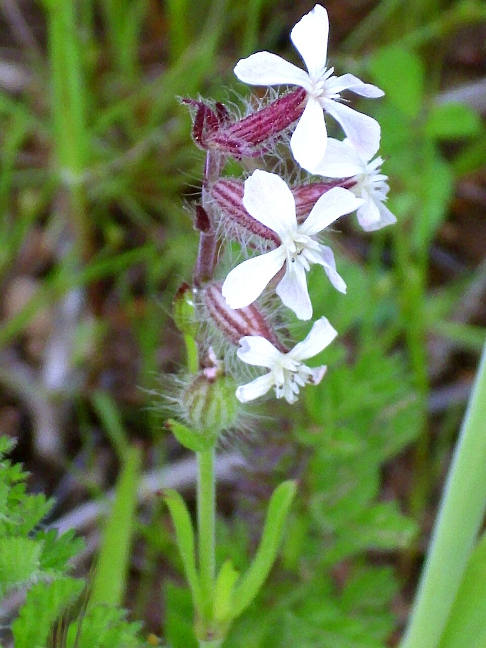Silene gallica (Small-flowered Catchfly) (alternate view 5)