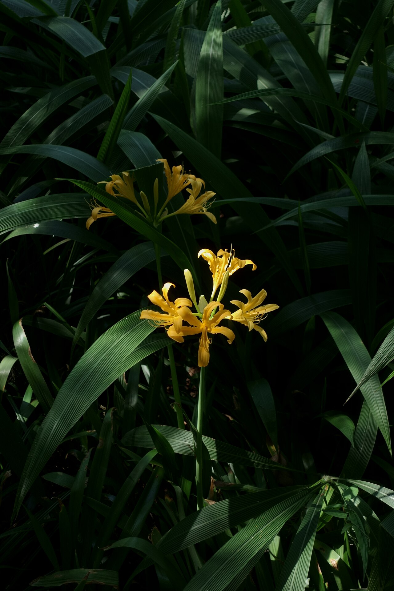 Lycoris aurea, Golden spider lily — clumping deciduous (Amaryllidaceae) (image 8 of 10)