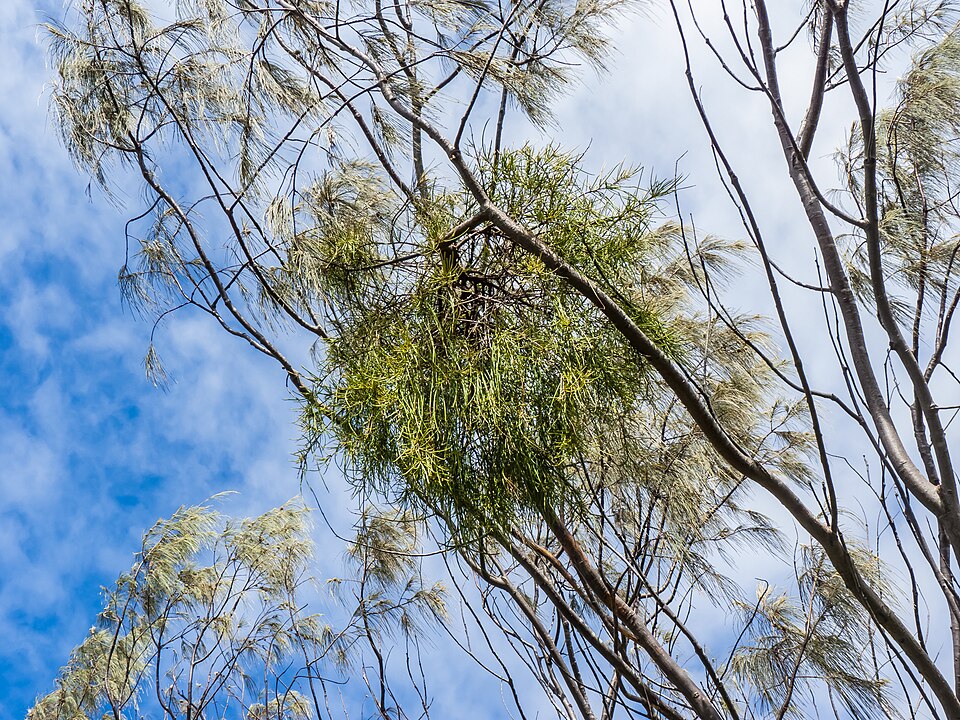 Amyema cambagei (needle-leaf mistletoe) (alternate view 9)