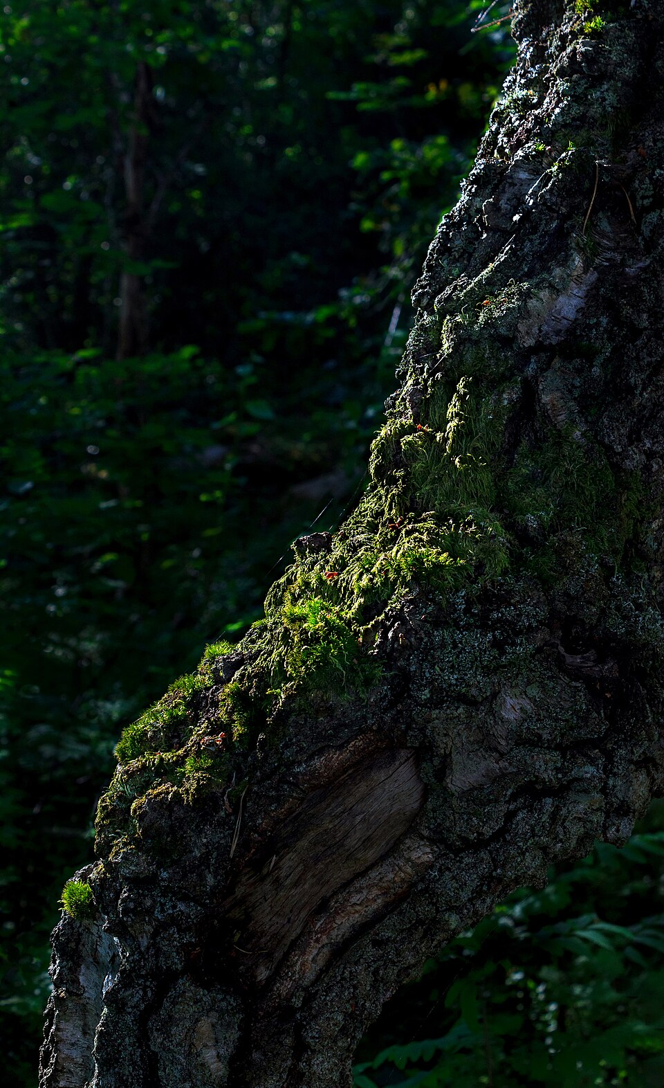 Orthotrichum (Bristle mosses) (alternate view 4)