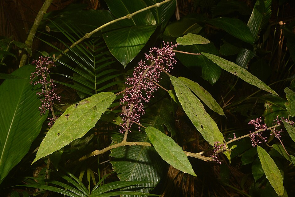 Urera (alternate view 2)