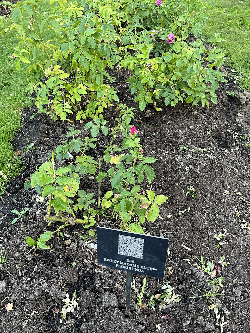Rosa 'Sweet Madame Blue' (Sweet Madame Blue Rose)