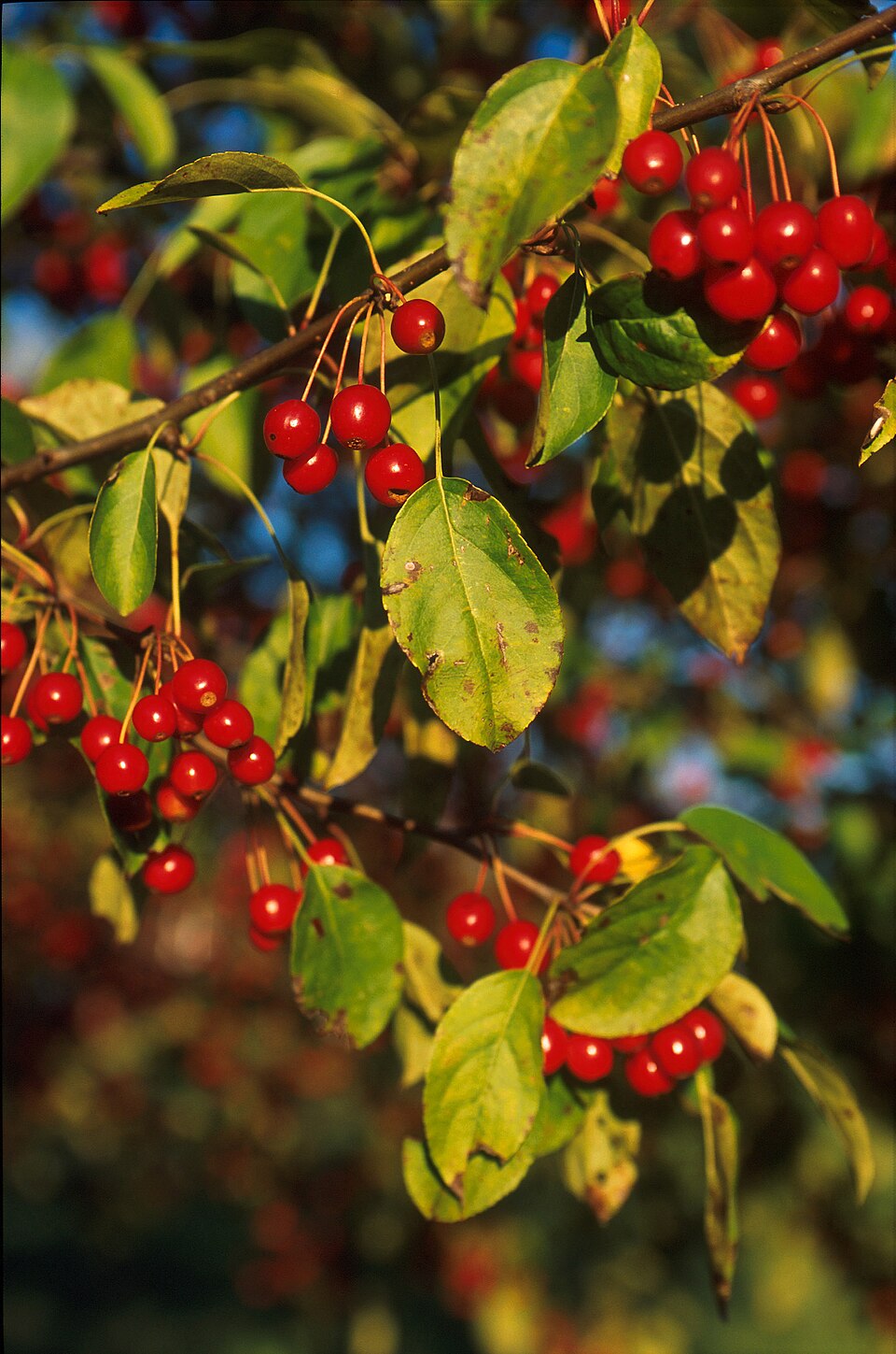 Malus × floribunda (Japanese Crabapple) (alternate view 11)